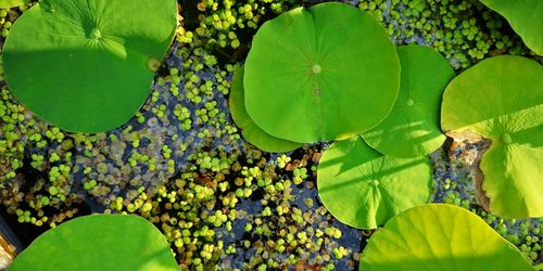 High angle view of lotus water lily in lake