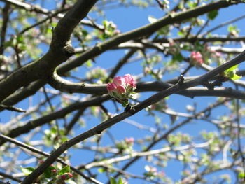 Low angle view of pink flowers on tree