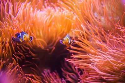 Close-up of fish swimming in sea