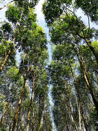 Low angle view of trees against sky