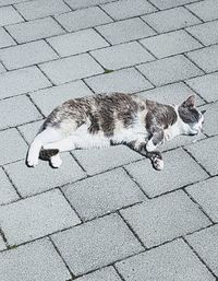 High angle view of cat on footpath