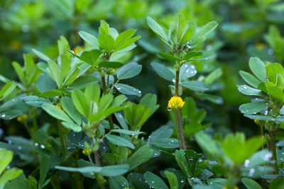 Close-up of yellow flowering plant