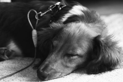 Close-up of dog sleeping