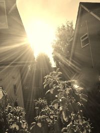 Low angle view of sun shining through tree