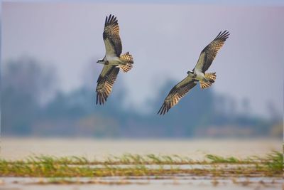 Birds flying in the sky