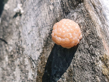 Close-up of rock on tree trunk