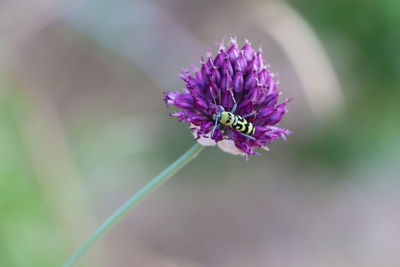 flowering plant