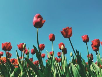 Close-up of red tulips against blue sky