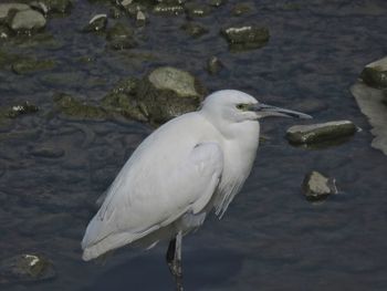 Close-up of bird perching on lake