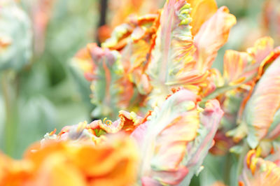 Close-up of orange flower against blurred background