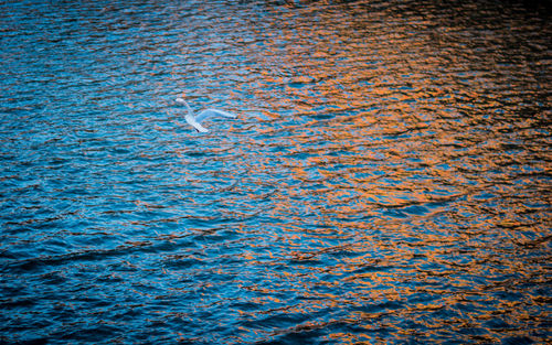 Full frame shot of duck swimming in water