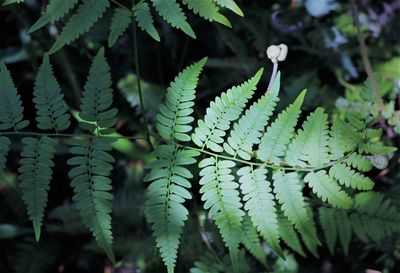 Close-up of fern leaves in forest