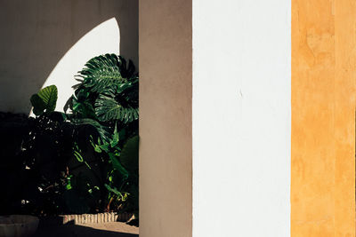 Potted plant by sunny wall of building