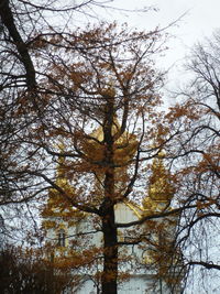 Low angle view of trees in forest against sky