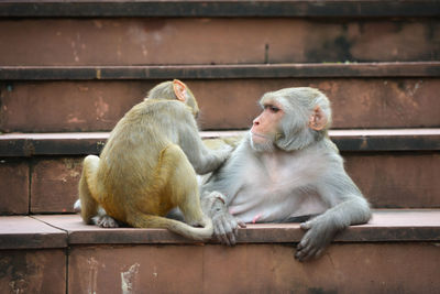 Monkeys checking for fleas and louse in the park