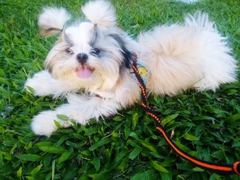 Portrait of white dog on field