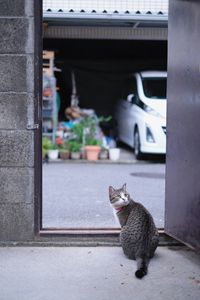 Cat looking away while sitting in car