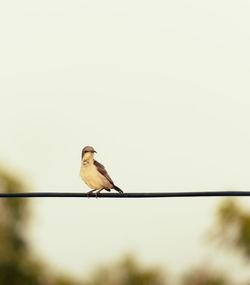 Low angle view of bird perching on cable against clear sky