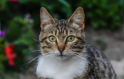 Close-up portrait of cat