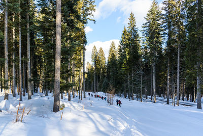 Trees in forest during winter