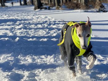 Dogs running on snow covered field