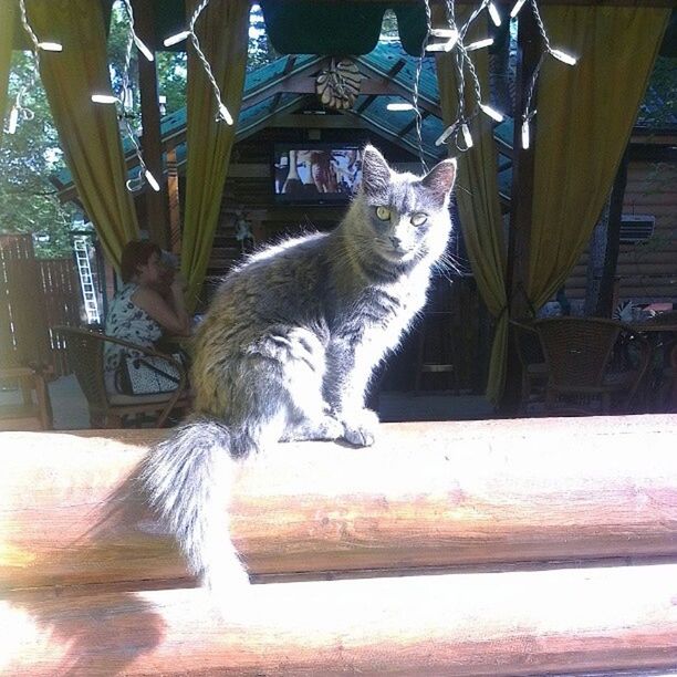 domestic cat, animal themes, pets, cat, domestic animals, one animal, mammal, feline, whisker, sitting, portrait, looking at camera, relaxation, zoology, sunlight, animal, vertebrate, full length, no people