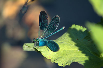 Close-up of butterfly on leaf