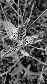 Close-up of plant against white background