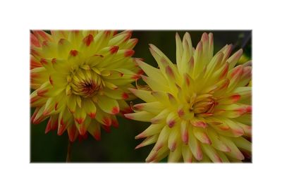 Close-up of yellow flowers