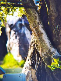 Close-up of tree trunk