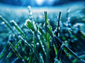 Close-up of dew on grass