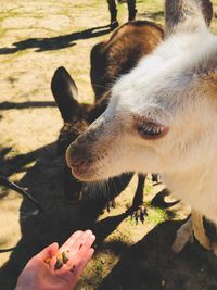 Close-up of hand feeding outdoors