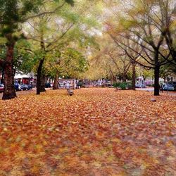 Trees in autumn