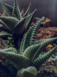 Close-up of succulent plant