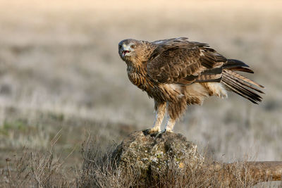 Bird perching on a field