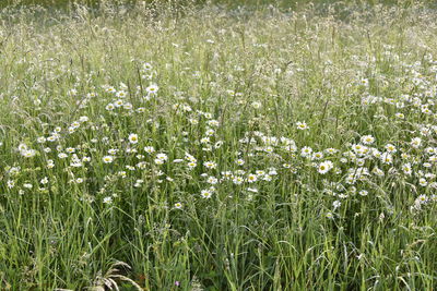Close-up of white flowering plants on field