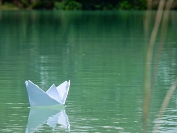 Lotus floating on water in lake