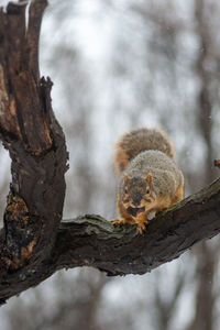 Squirrel on tree trunk