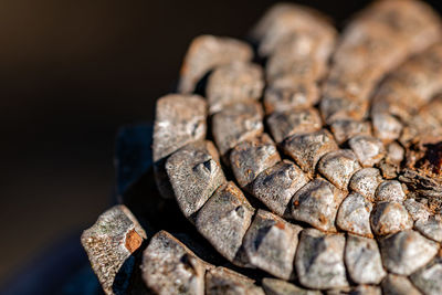 Close-up of bread on wood against black background