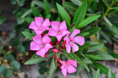 Close-up of pink flowers blooming outdoors