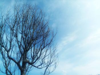 Low angle view of bare tree against sky