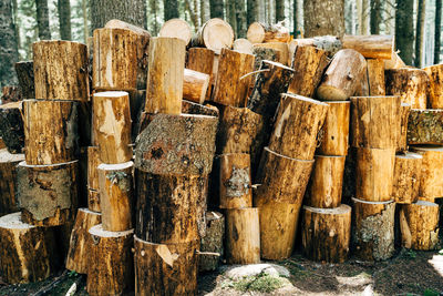 Stack of wooden logs in forest