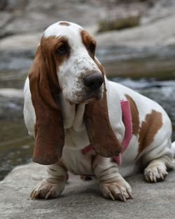 Close-up of dog looking away