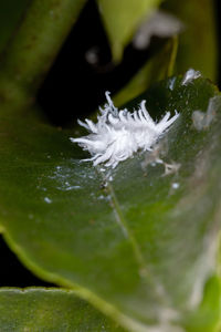 Close-up of wet plant leaves