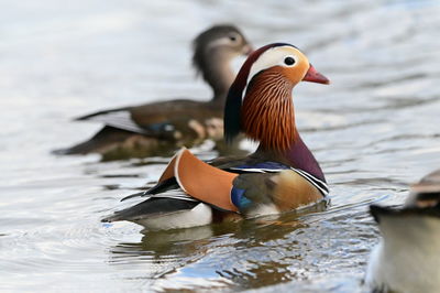 Duck swimming in lake