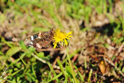 Close-up of bee on yellow flower