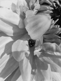 Close-up of insect on flower