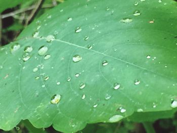 Close-up of raindrops on leaf