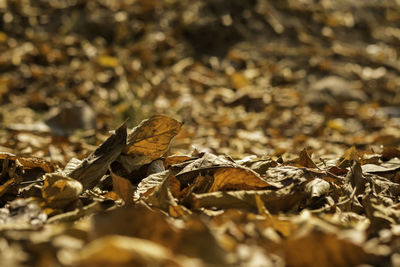 Close-up of dried leaves on field