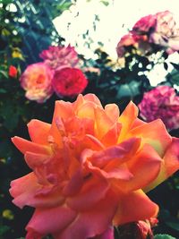 Close-up of pink rose